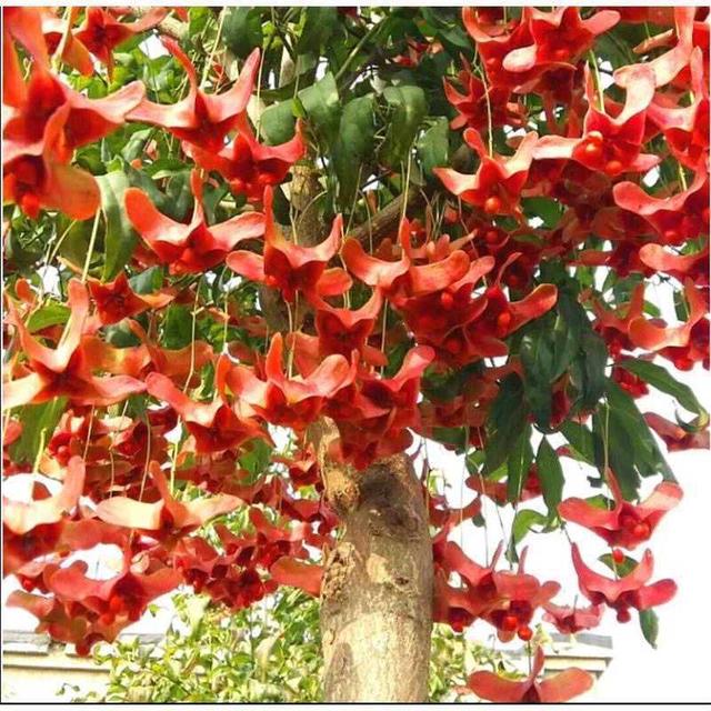 室内种植什么最赚钱(1种花俗称“摇钱树”，满盆长满小元宝，大吉大利，好看吉祥)