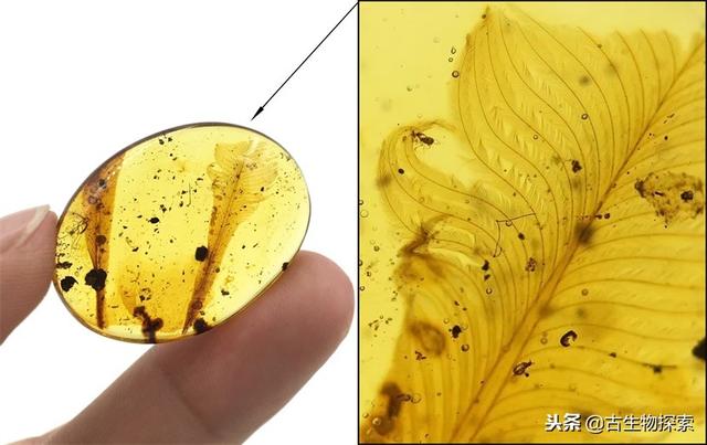 琥珀里最早的鸟(古生物学家发现一亿年前古鸟类尾羽琥珀)