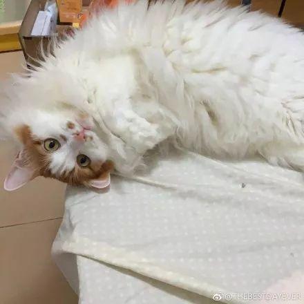 淘宝猫猫虫(一到冬天才会出现在铲屎官家中的奇观：猫猫虫)