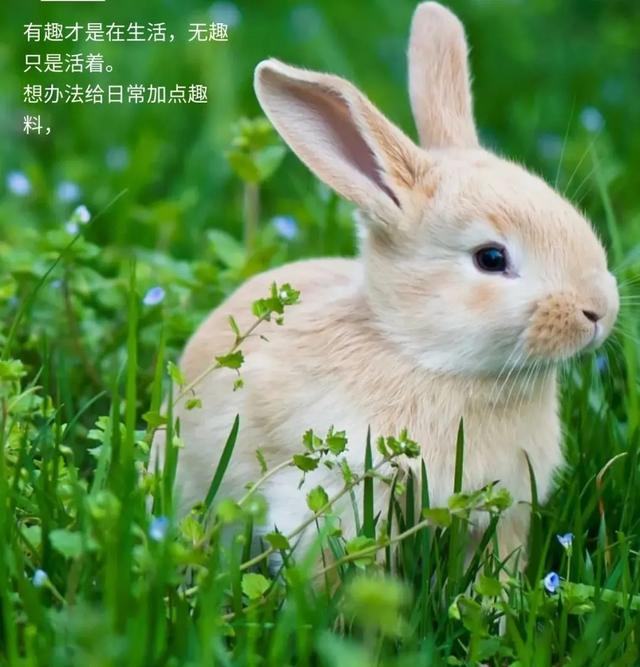 关于日常生活的句子(一句话生活有趣的句子；早安)