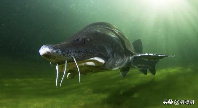 最大的淡水鱼有多大(你知道世界上最大的淡水鱼吗？)