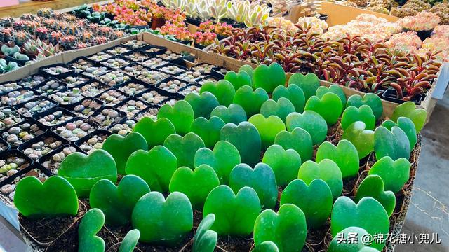 北京宠物用品批发市场哪里便宜(北京“最便宜的”绿植花卉批发市场，都在这里集齐了，赶紧收藏)