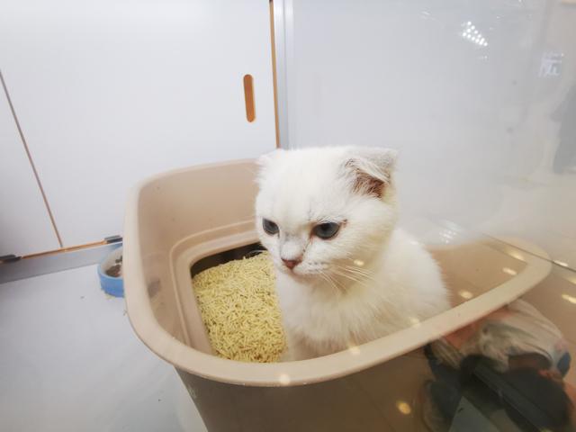 上海宠物交易市场猫(上海：“橱窗式售猫”呆萌可爱引市民驻足观看)