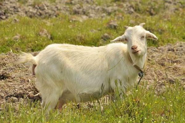 农村致富养殖信息(农村在家养殖什么赚钱？要注意养殖技术的积累)