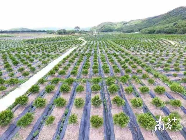 四会在哪里属于哪个市(位列粤北片区第三名，四会为何能交出乡村振兴“高分答卷”？)
