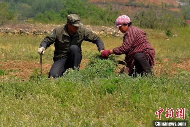 农村种植致富项目中药材(河北临城：中草药种植为农民“种”出致富“良方”)