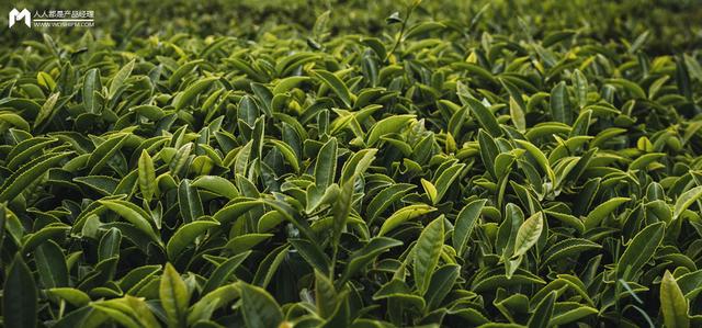 茶叶应该这样卖电子版(中国电商茶行业发展趋势分析)