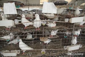 养50对肉鸽子一年利润多少(肉食鸽子养殖利润有多大？)