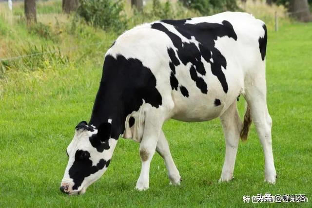 养殖业什么赚钱最快(在农村，生猪养殖亏损，哪些养殖项目利润高能赚钱？看看这10个)