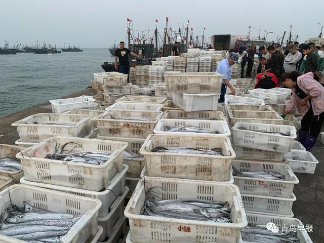 海产品批发市场网(最新！青岛的码头市场，海鲜这个价…最全的价格表来了)