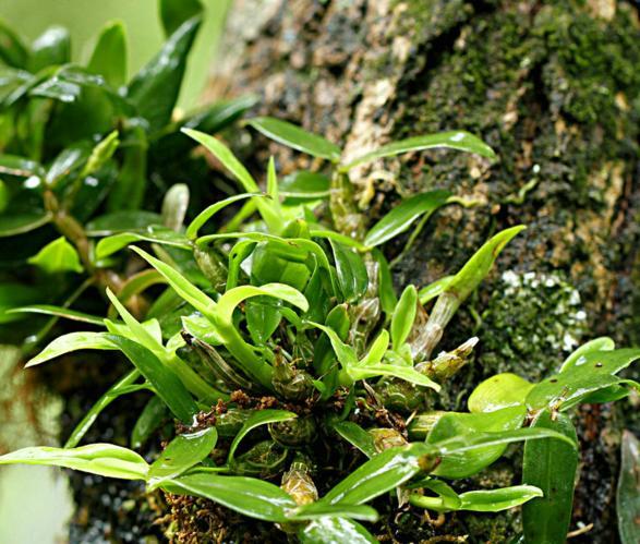 药材种植什么最赚钱,成本低够头花算不算药材(“越贵越挖，越挖越少，越少越贵”的野生濒危中药，路在何方？)