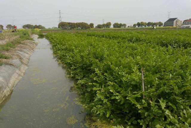 泥鳅在家怎么养活视频(一块水田两份收入，水面种水芹，水下养泥鳅，每亩年赚4万元)