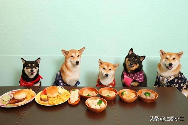 独特好听的零食店名字(宠物食品品牌这样起名更入人心丨小二推荐)