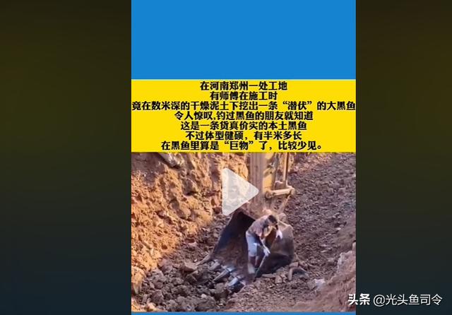 黑鱼养殖成本和利润视频(数米深的地下，干燥的泥土里挖出一条大黑鱼，为啥没被渴死饿死？)