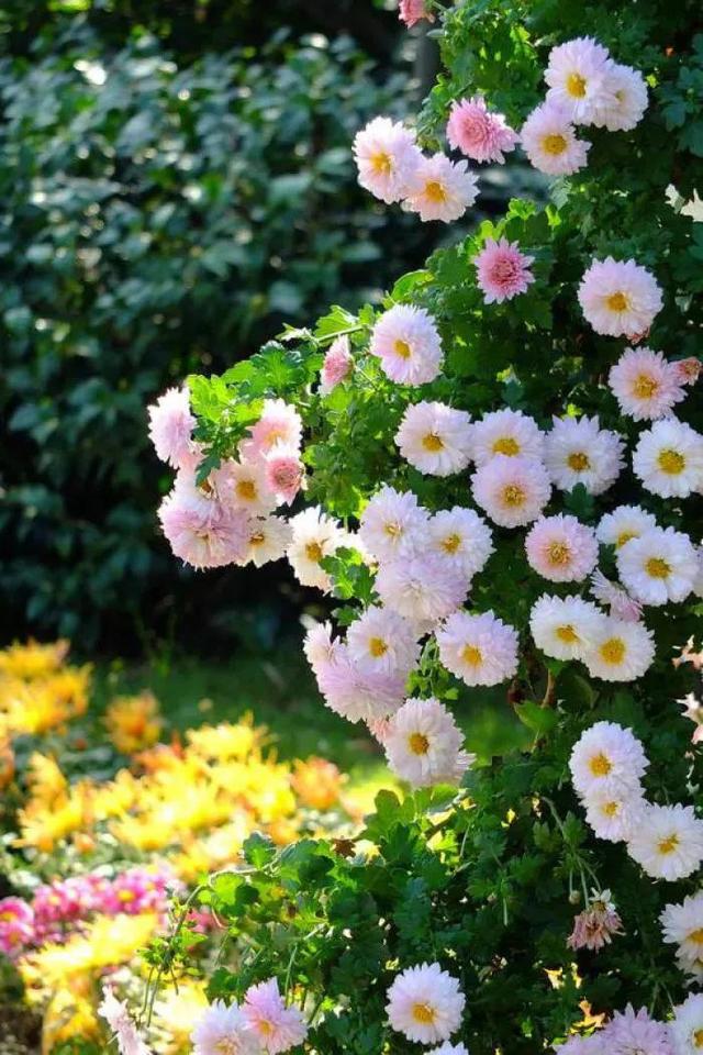 微信聊天背景图片简约 唯美 清新(清新文艺，唯美简约，手机壁纸，第二波)