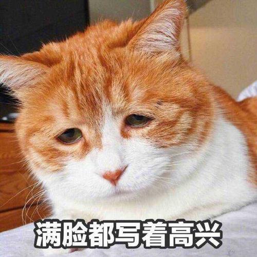 橘猫多少钱一只正常价(橘猫这么“可怕”，难怪养过的人，都说后悔了)