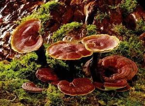 种植药材(十四五规划拟发展中药材4500万亩，可以种植什么药材？为什么？)