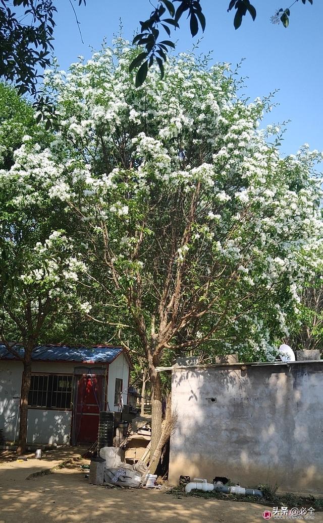 养什么鸡最赚钱最好卖(观赏苗木销售额整体呈增长趋势，盘点最赚钱的观赏树种)