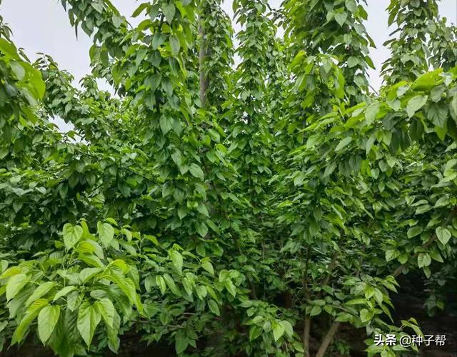 西北养殖业什么最稳(西北地区养牛羊，零下40度种什么草？种蛋白桑一亩效益有多少？)