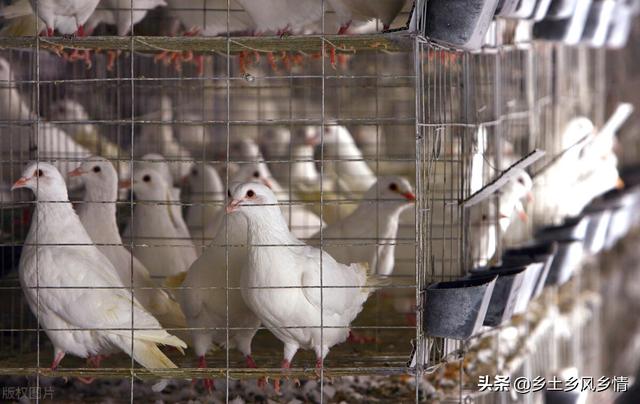 养一千只鸽子的利润(肉鸽养殖成本与利润，算算养100对种鸽能赚多少钱)