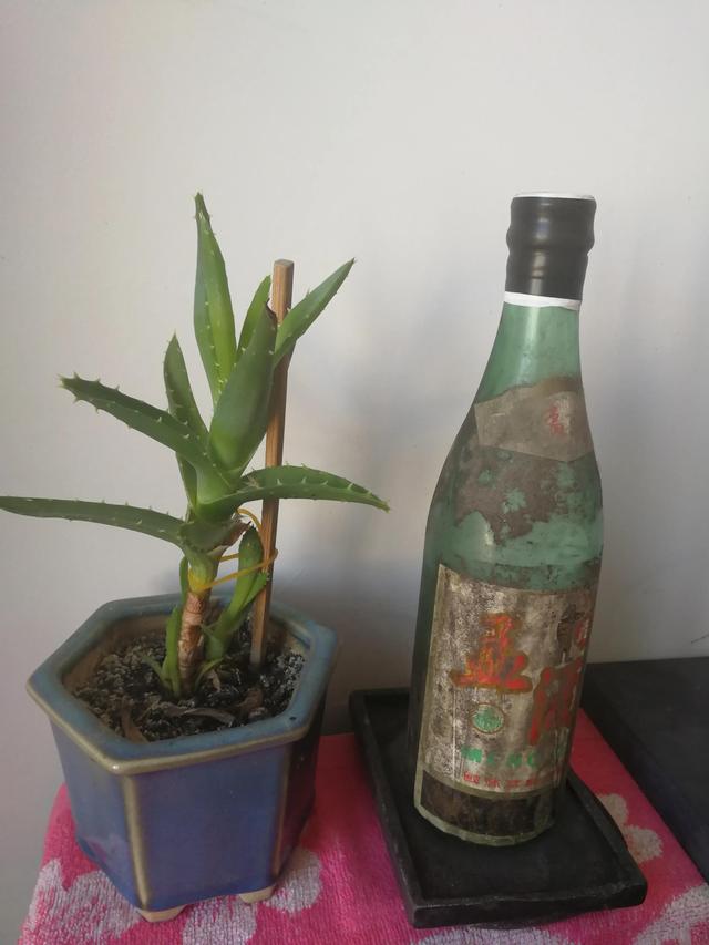 淘宝订单回收站在哪里(我在北京通州画家村外密林中的废品收购站意外淘宝捡漏的故事)