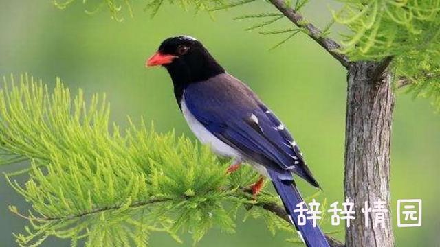 抖音短视频宣传的好处(抖音平台还有这样的好处！让我刷到了你，你知道我有多想你吗？)