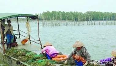 大棚水产养殖什么最合适(近海贝类养殖，下一个碳汇风口？“碳汇渔业”极具优势)