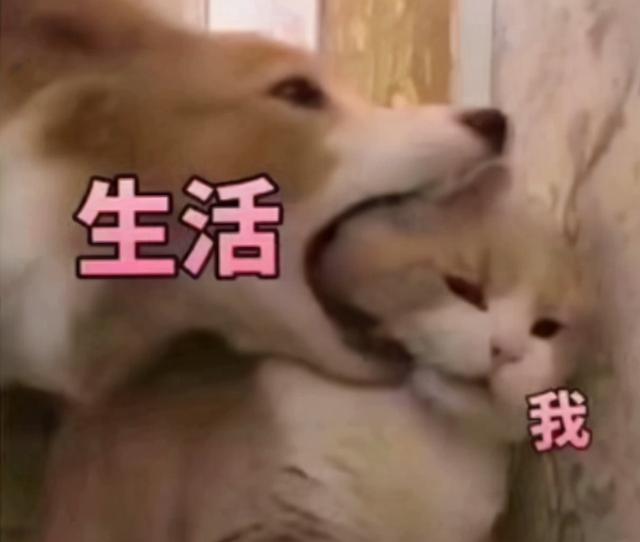 魔兽争霸3对战平台在家有的图玩不了怎么弄(地图制作重拾希望《魔兽争霸3》内卷社会的新道路)