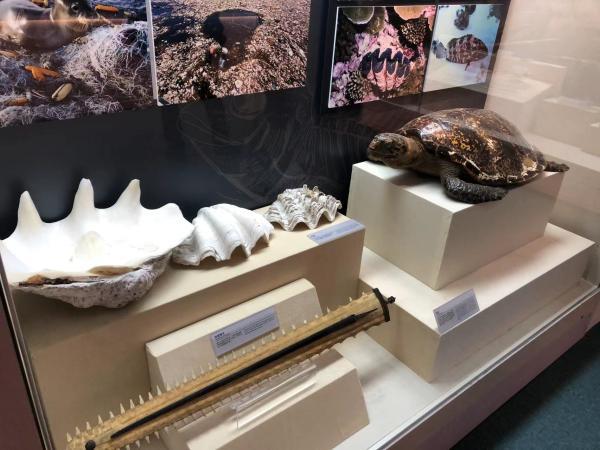 上海海关拍卖物资(走私罚没的象牙、穿山甲，除了销毁封存还能怎样？在上海，博物馆接管了)