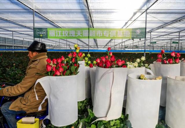 天猫超市(天猫超市“批发价”卖丽江玫瑰 送花上门断枝就赔)