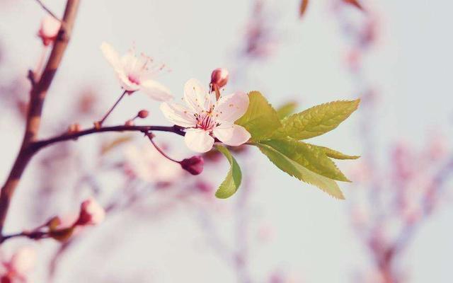 双十一活动主题名称大集锦(故宫花信｜桃花：名迹里的“桃之夭夭，灼灼其华”)