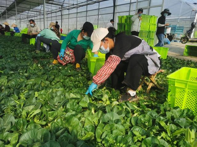 食品进货网站有哪些(“叮咚买菜”廊下农场每天采收量增近4成，沪郊菜农加班加点采收蔬菜保障市民“菜篮子”)