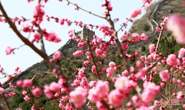 鲜花朵朵的图片(花开盛世：各地春花持续开 百花齐放春意浓)